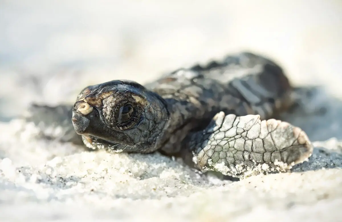 Emerald Coast Beach Wildlife, Beach Conservation, Sea Turtles, Hatching Season,