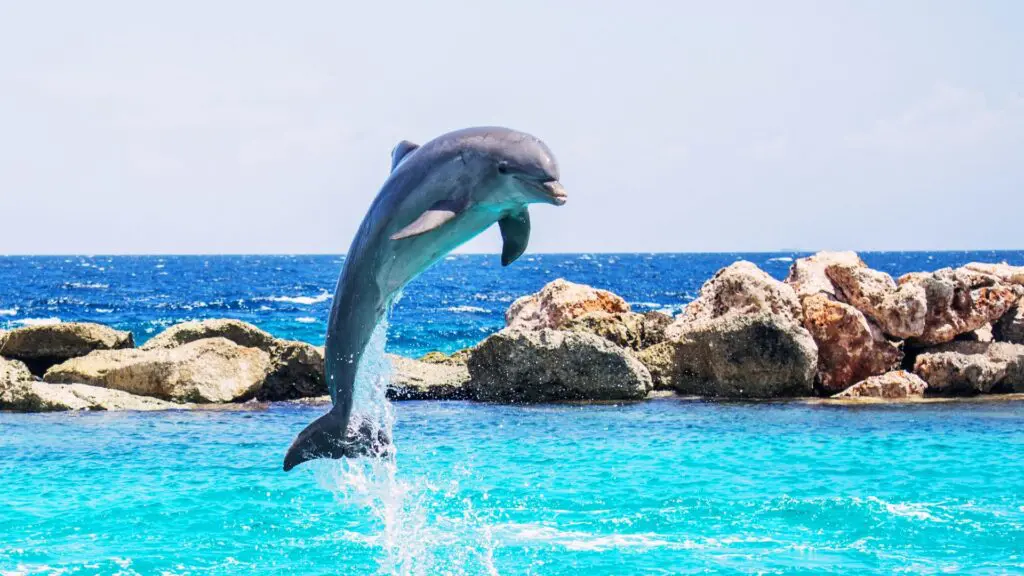 Things to Do, Panhandle Paradise, Dolphin Tours, Emerald Coast Vacations,