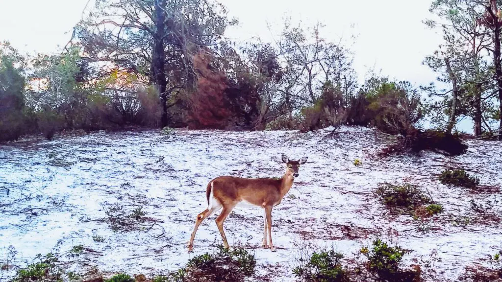 Deer Lake State Park, Wildlife, Hiking, Dune Lakes, Things to Do, Emerald Coast,