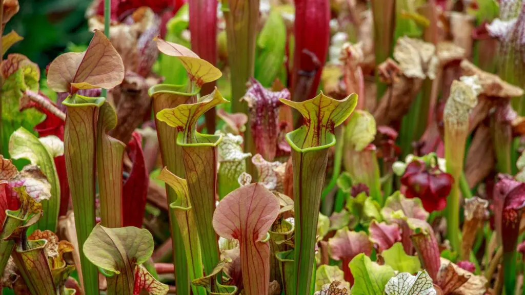 Yellow River Marsh, Miltn Florida, Pitcher Plant, State Park, Things to do,