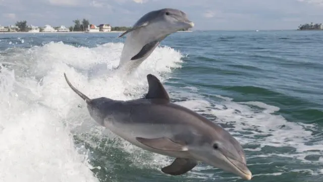 Crab Island Dolphin Tours, Destin Boat Tours, Sunset Tours, Fireworks Tour,