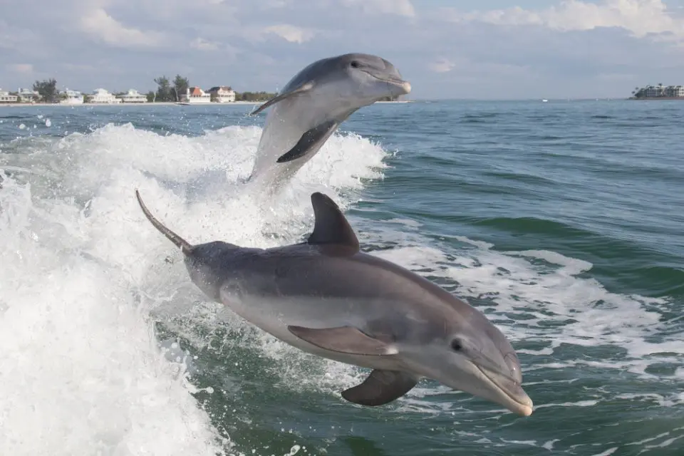 Crab Island Dolphin Tours, Destin Boat Tours, Sunset Tours, Fireworks Tour,